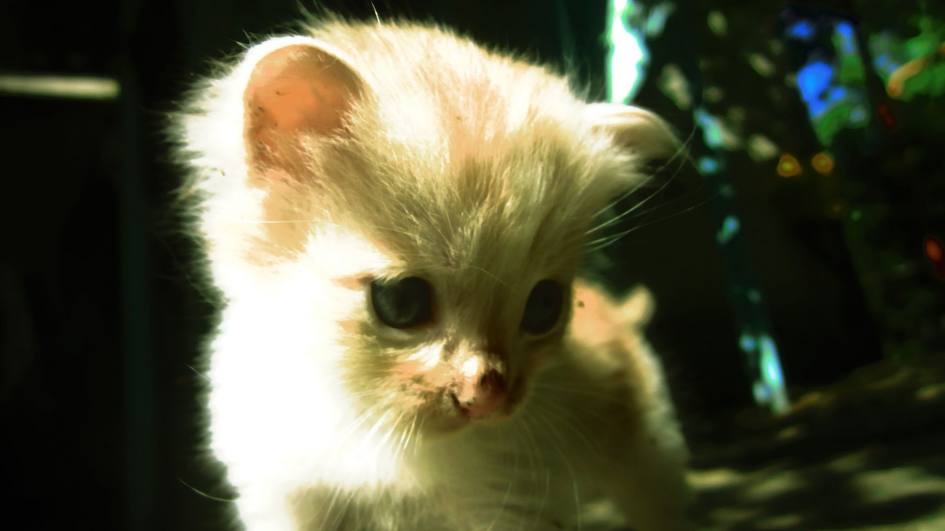 katzen säugetier niedlich katze haustier tier auge fell porträt tierwelt