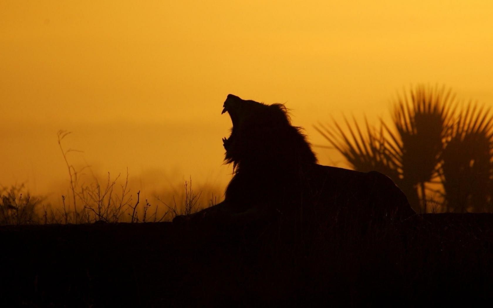 löwen silhouette hintergrundbeleuchtung sonnenuntergang dämmerung landschaft abend säugetier dämmerung licht katze baum schatten himmel tierwelt sonne nebel porträt seitenansicht