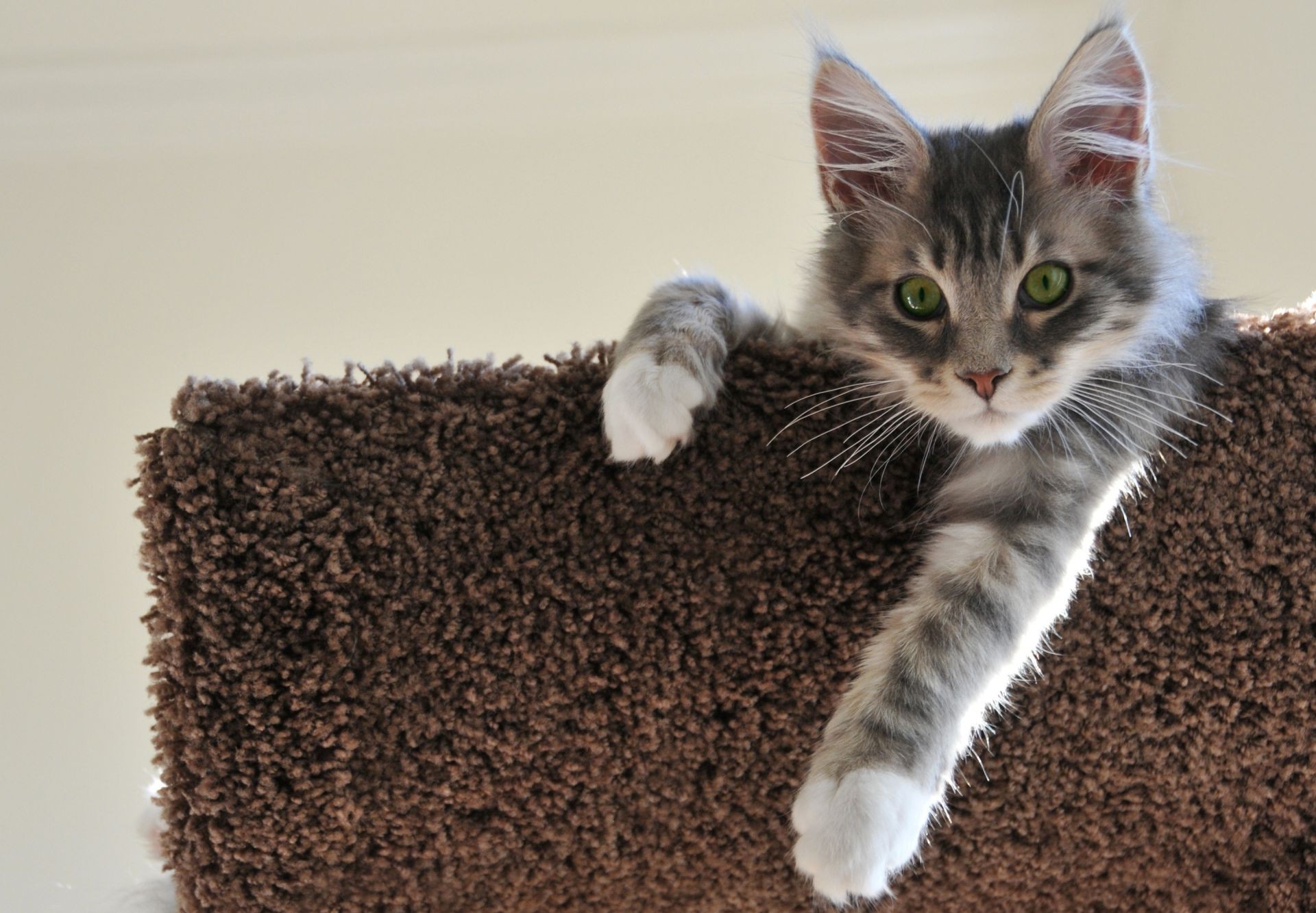 gatos lindo doméstico pequeño mascota animal gato pelaje mamífero joven gatito