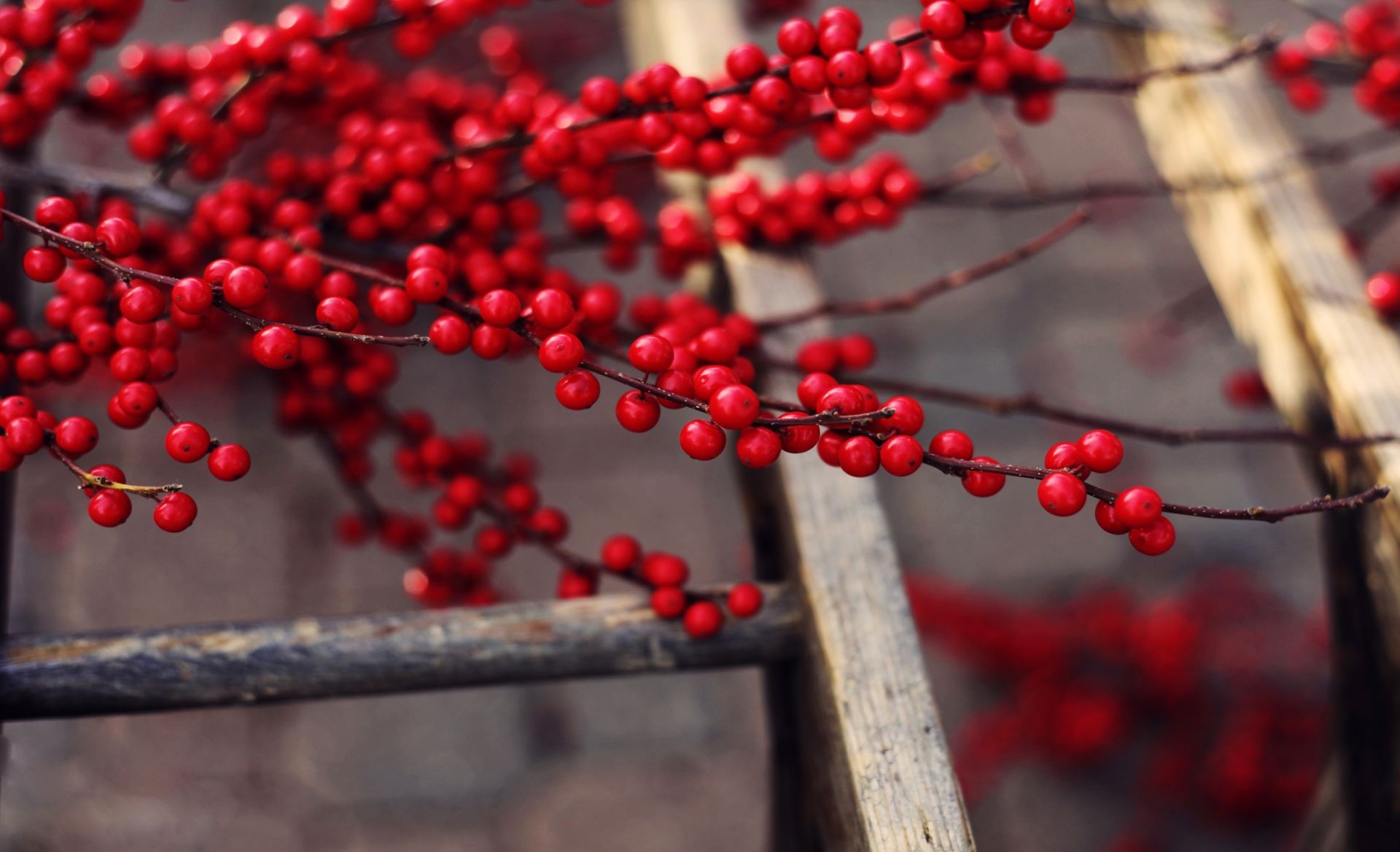 berries winter berry fruit tree nature fall branch food color leaf wood outdoors season