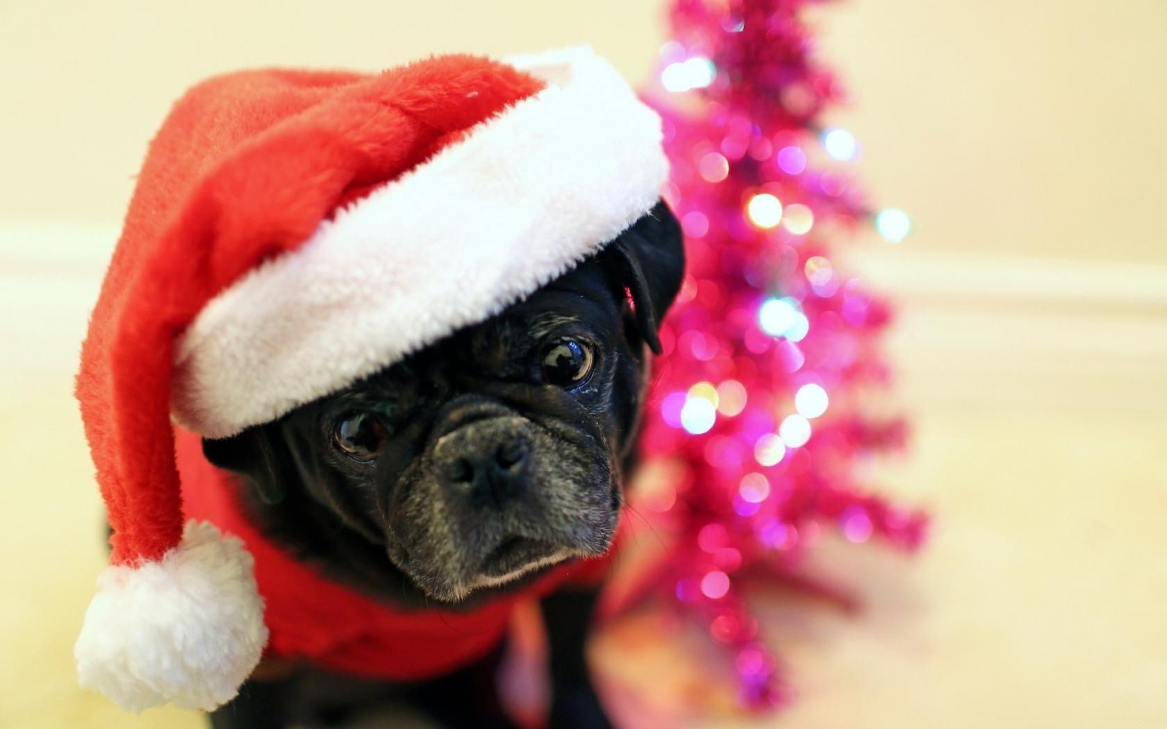 cane natale vacanza pelliccia ritratto carino divertente inverno regalo