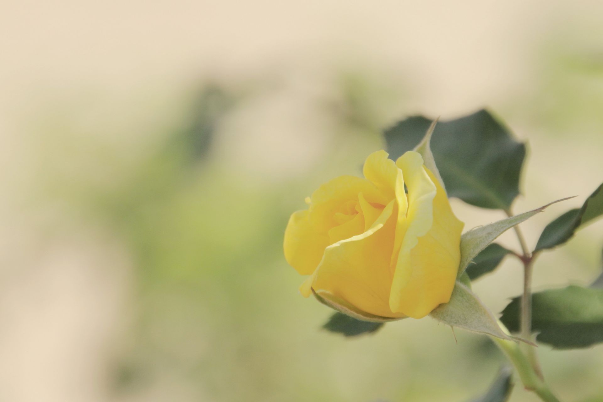 gül çiçek doğa yaprak flora renk yaz bahçe parlak yakın çekim güzel masaüstü büyüme çiçek bulanıklık petal