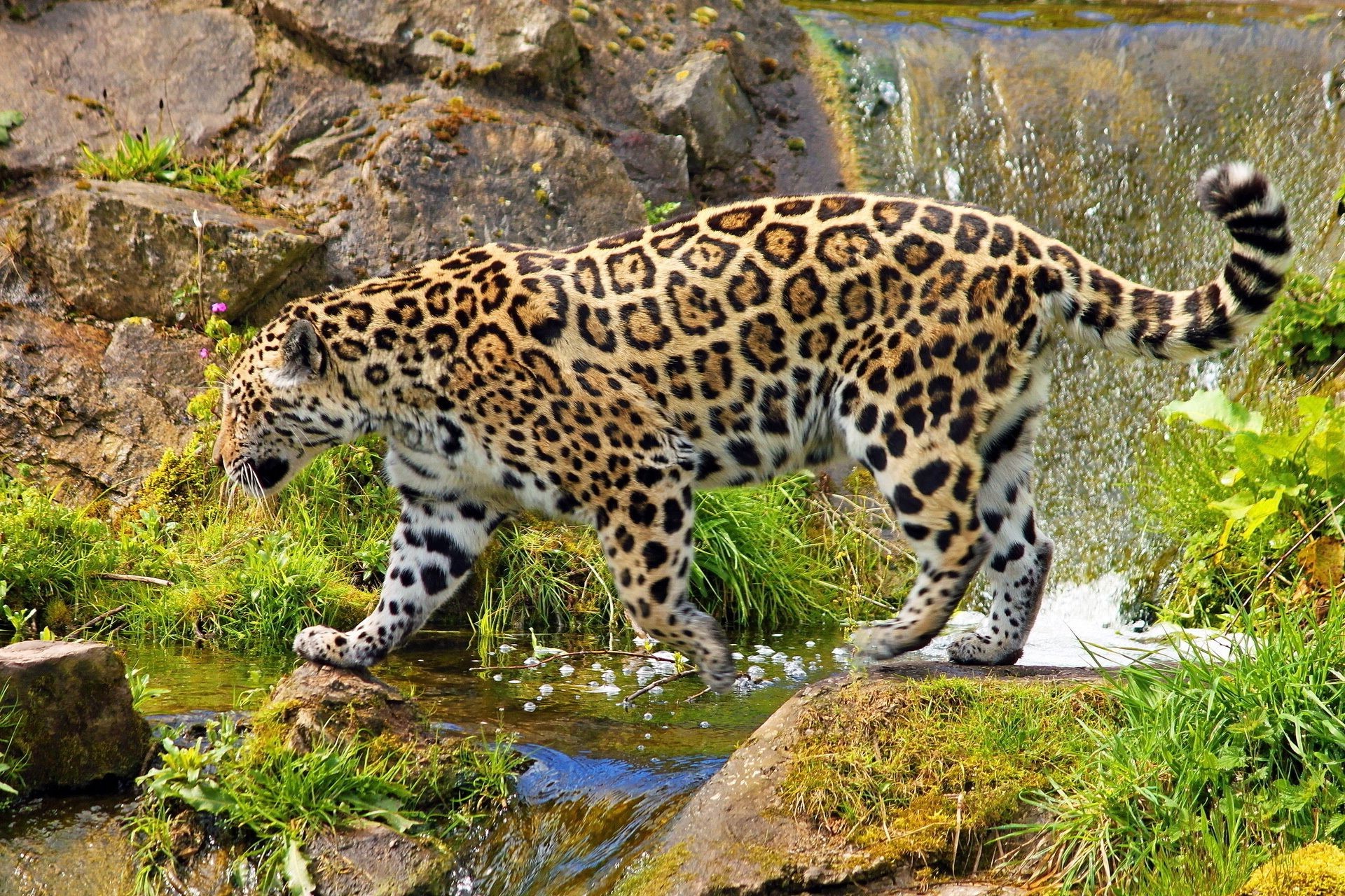 animais vida selvagem mamífero natureza animal selvagem gato leopardo predador jardim zoológico grande comedor de carne caçador selva safari