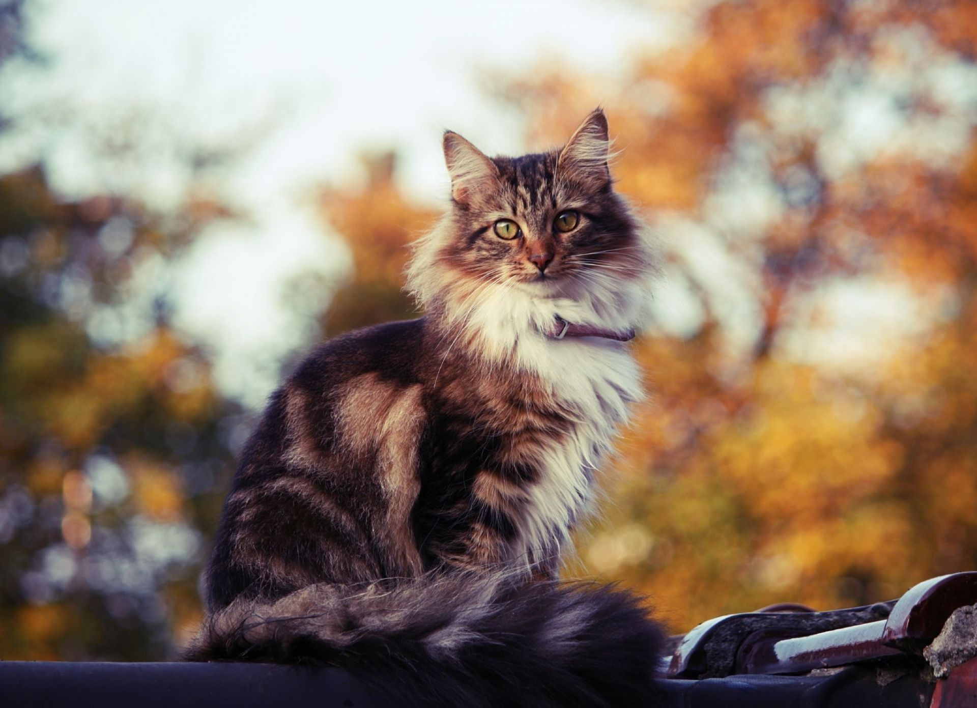 kediler kedi portre yavru kedi sevimli memeli kürk evde beslenen hayvan açık havada hayvan doğa göz bir