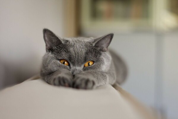 Bel gatto nero si estende sul divano