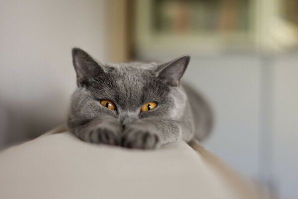 一个美丽的黑猫伸展在沙发上