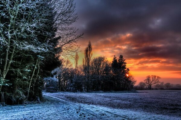 Winter forest on the background of a mysterious sunset