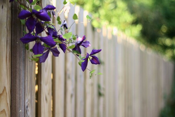 Purple flowers on the fence