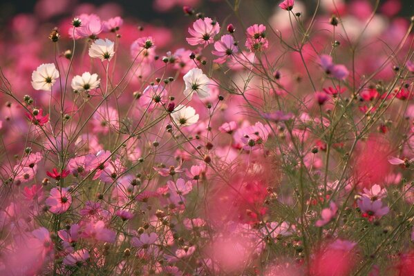 Champ de fleurs roses pour le fond