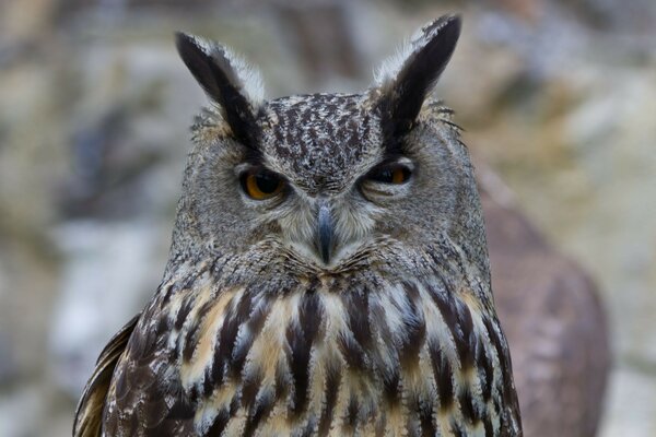 Eule. Der Vogel. Wildtiere. Tiere