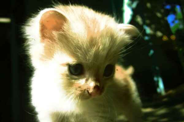 Il piccolo gattino guarda in basso