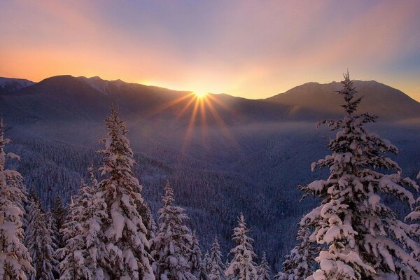 Coucher de soleil dans la forêt d hiver