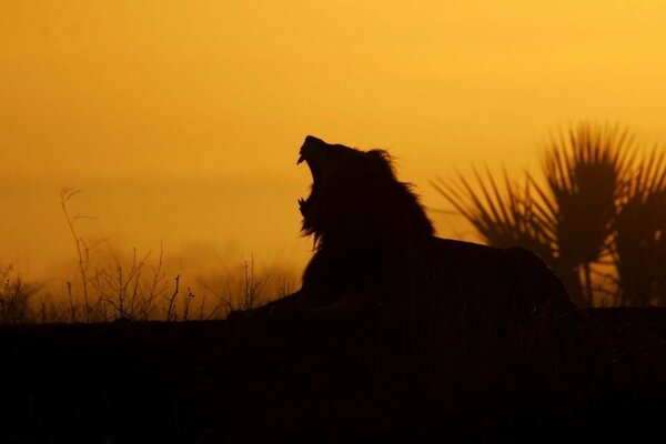 Silhouette eines Löwen auf Sonnenuntergang Hintergrund