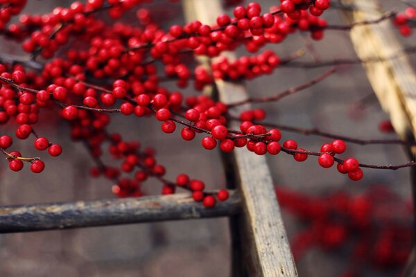 Albero invernale con bacche