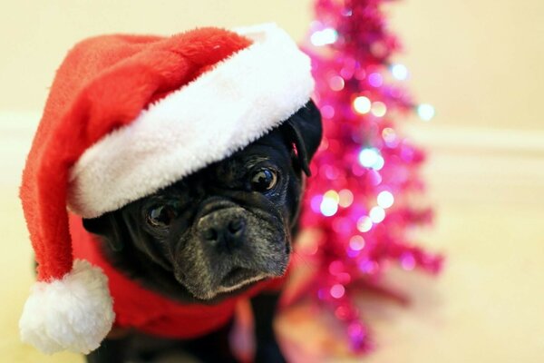 A puppy in a red festive hat