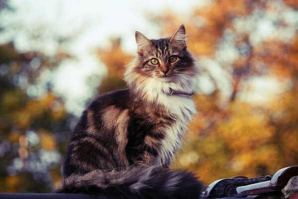 Retrato de un lindo gato