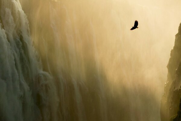 A lonely eagle flies among the rocks in the sunlight