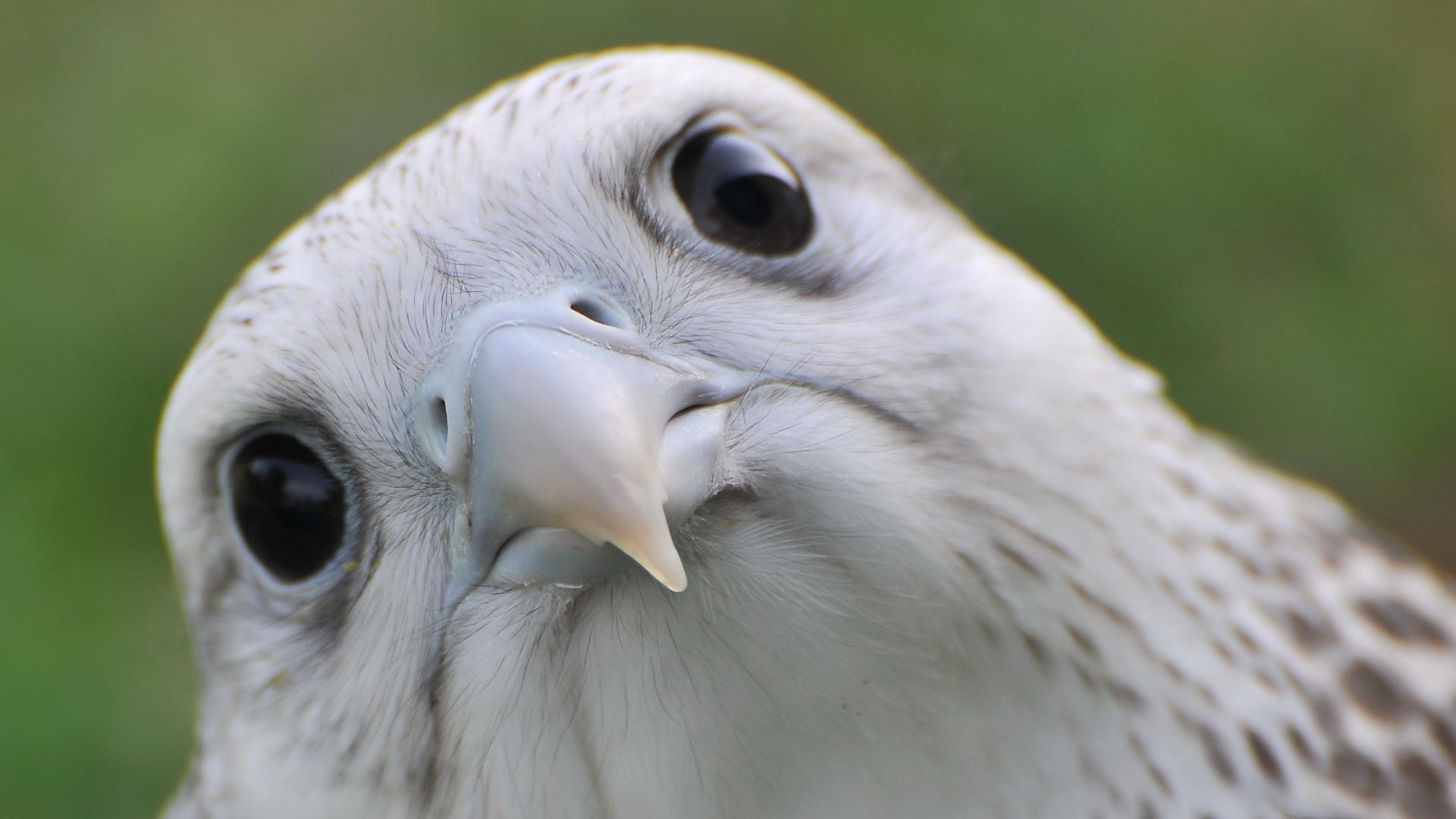 zwierzęta ptak przyroda natura raptor zwierzę dziób zdobycz portret oko avian pióro dziki sowa zoo orzeł hawk sokół latać sokolnictwo