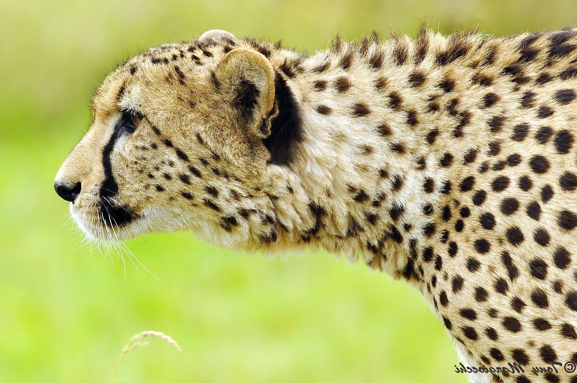 chita vida selvagem gato animal mamífero predador selvagem safari chita jardim zoológico natureza caçador comedor de carne leopardo pele grande retrato perigo olho ameaçado de extinção grama