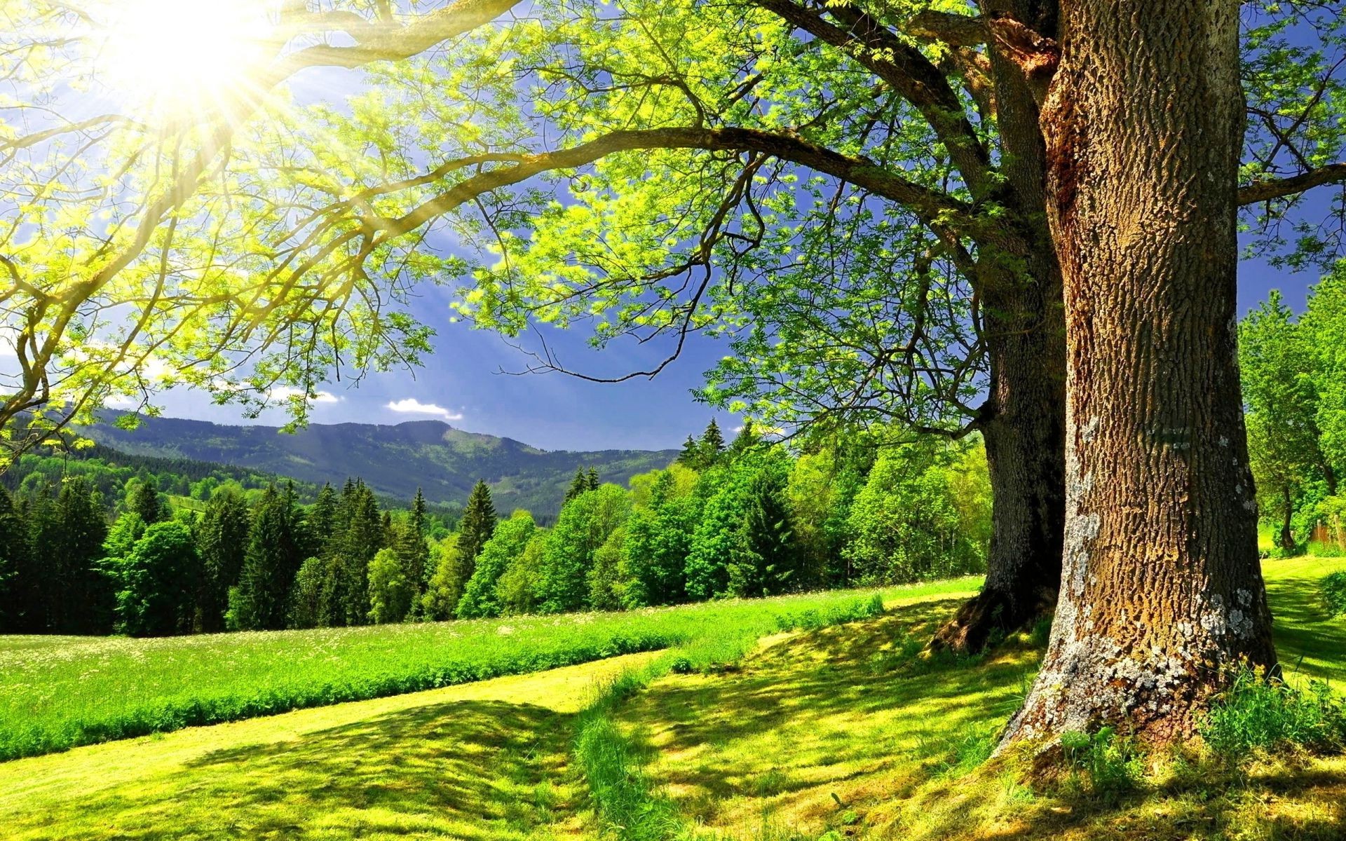 la luz del sol y los rayos naturaleza madera paisaje árbol temporada hoja rural buen tiempo paisaje otoño escena parque brillante escénico hierba sol campo verano medio ambiente al aire libre