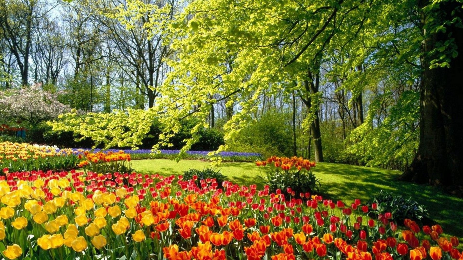 trees tulip flower nature season park garden leaf flora landscape color summer bright grass outdoors tree growth vibrant springtime fair weather rural