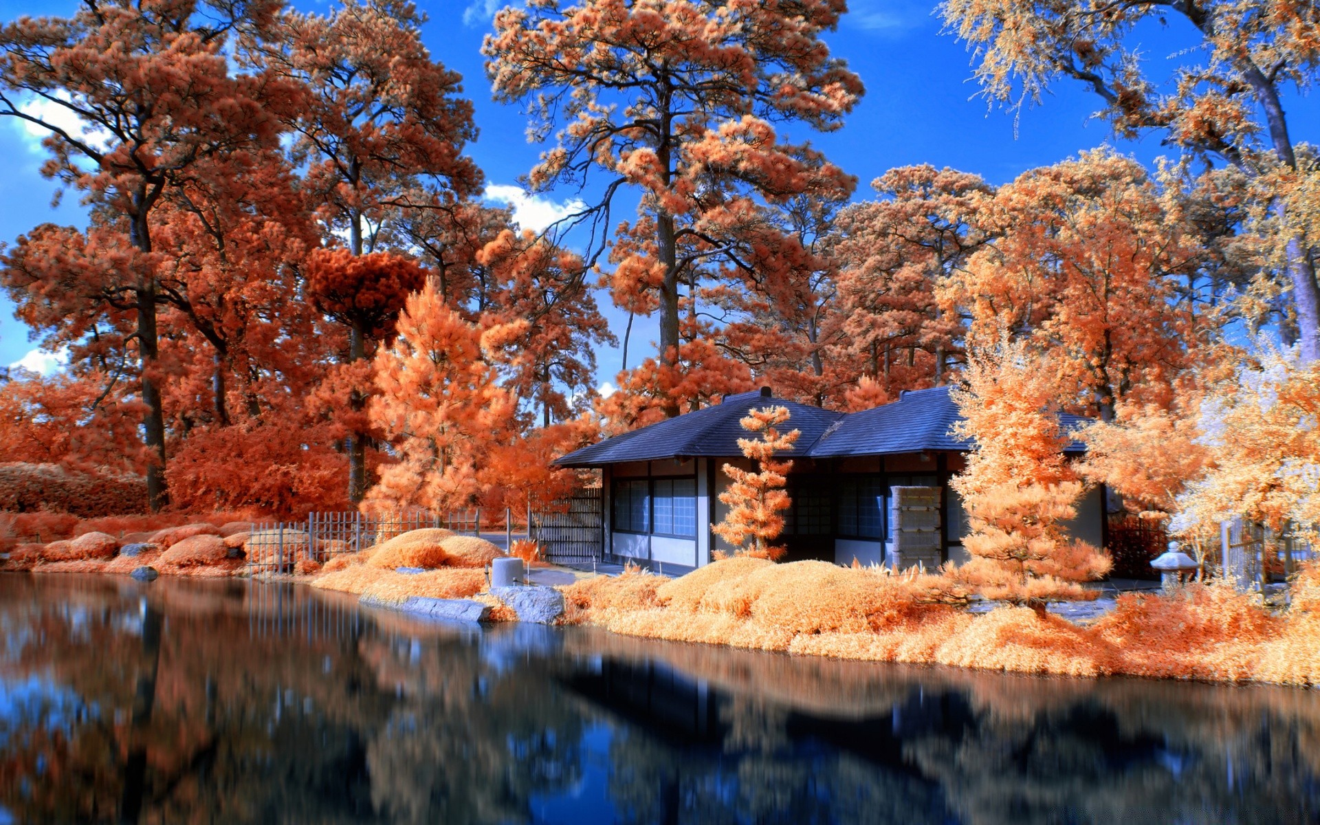 creativo albero legno natura paesaggio all aperto autunno parco scenic acqua stagione cielo viaggi