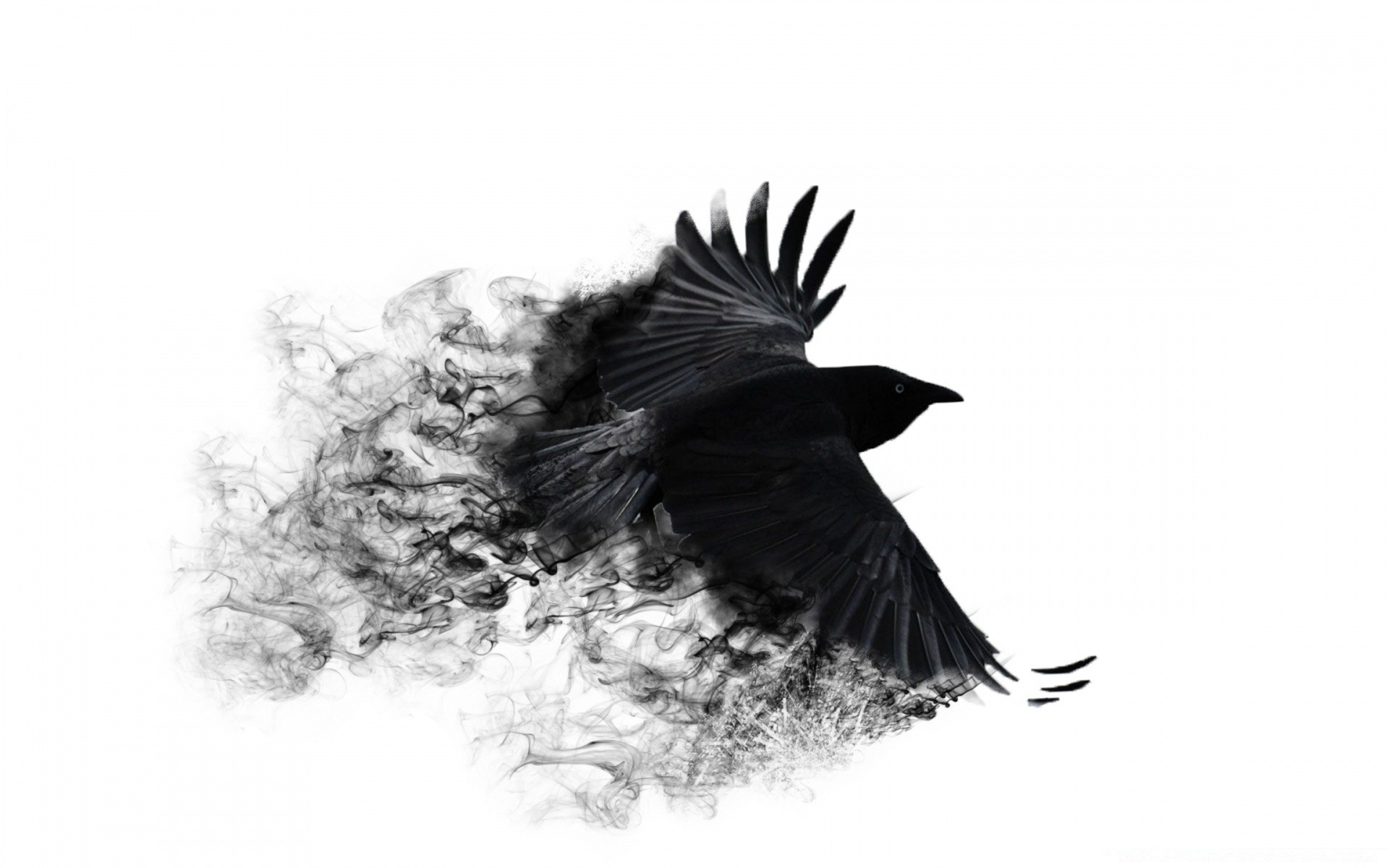 креатив птица перо ворона дикой природы природа дрозд ворон животное крыло орнитология один