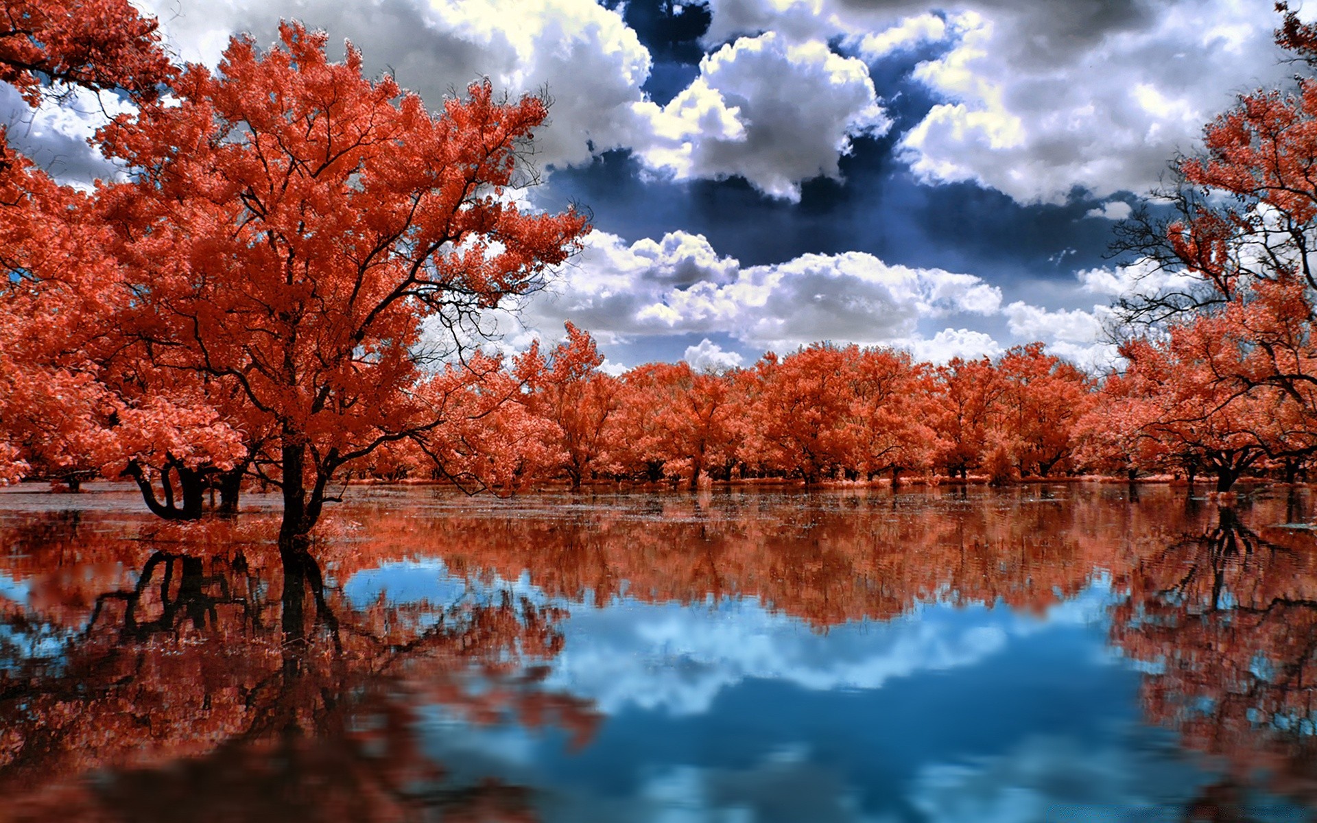 creative fall tree landscape nature season leaf bright park dawn reflection wood lake scenic branch outdoors water color maple scenery