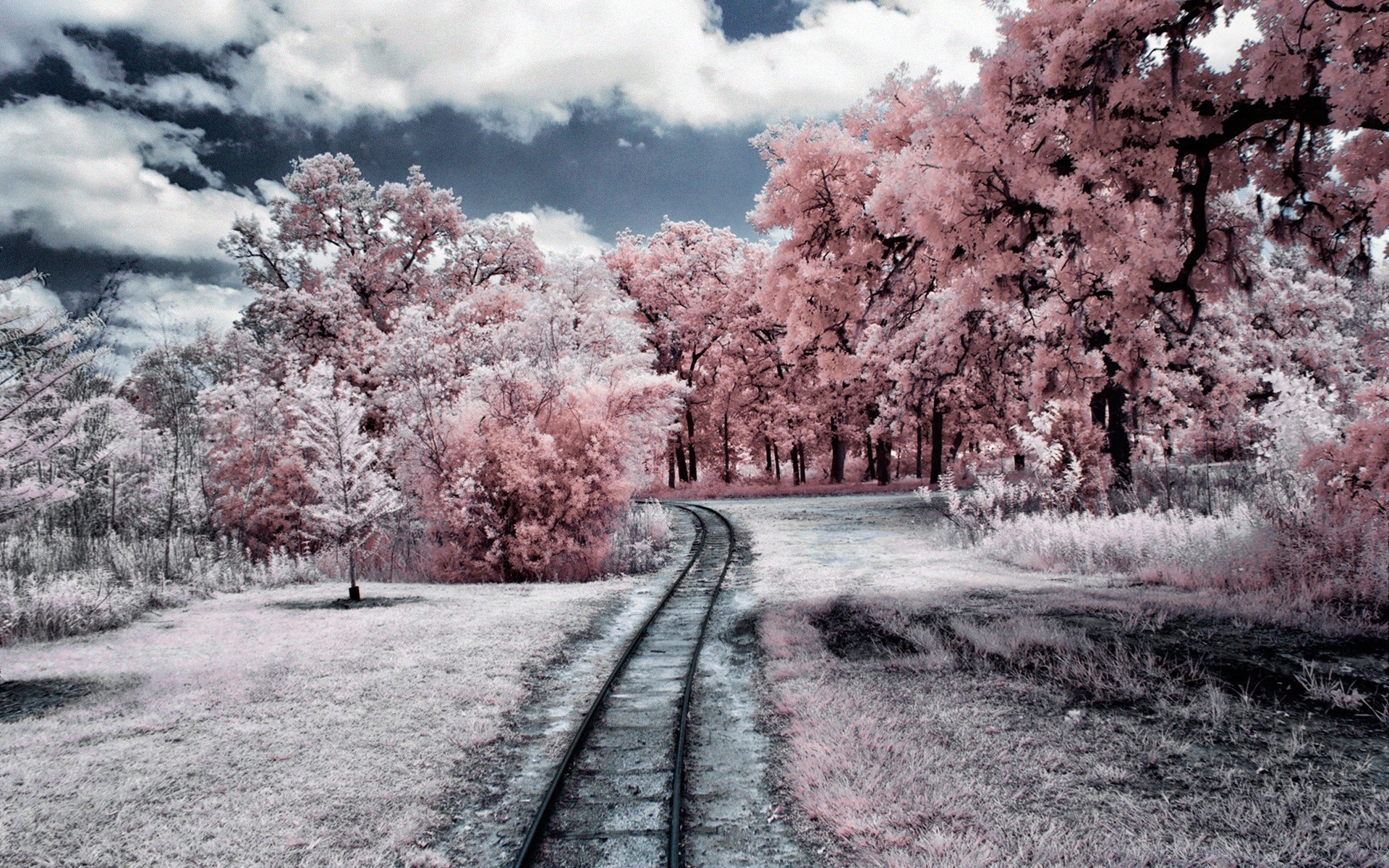 creativo árbol carretera paisaje temporada guía parque naturaleza madera rama cielo invierno viajes paisaje escénico infrarrojo