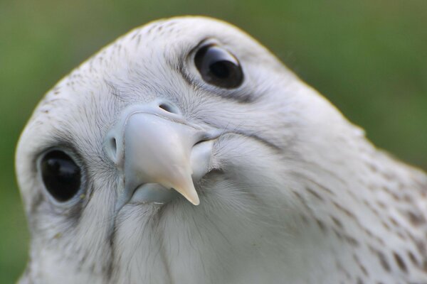 Oiseau de proie grande résolution