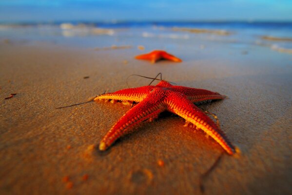 Macro photography of a starfish on the beach. Seashore