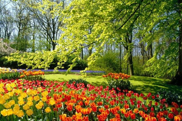 Gelbe und rote Tulpen wachsen neben einem großen Baum