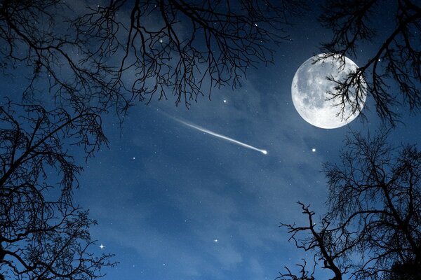 La Luna y el cielo estrellado a través de los árboles