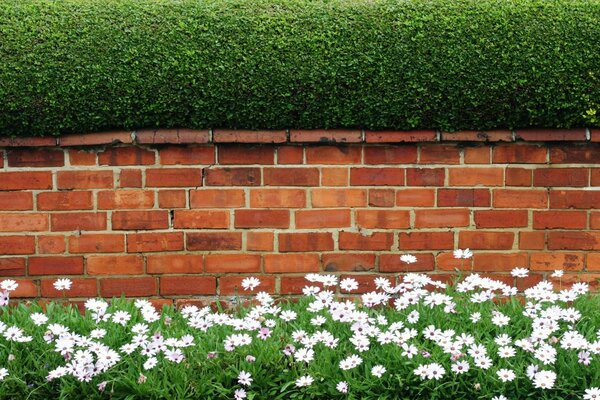 Jardin vert près du mur