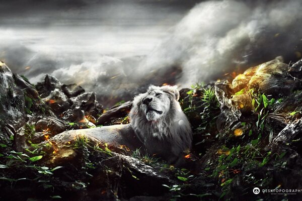 Nature Lion Wild Mountains