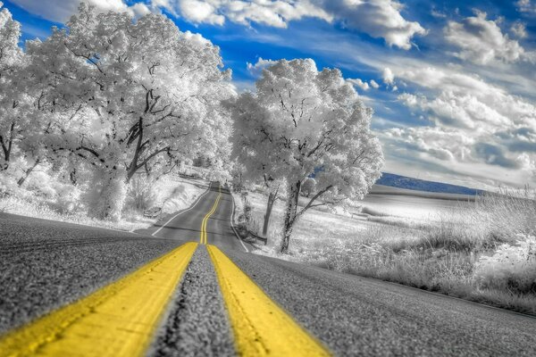 Paved road and winter forest