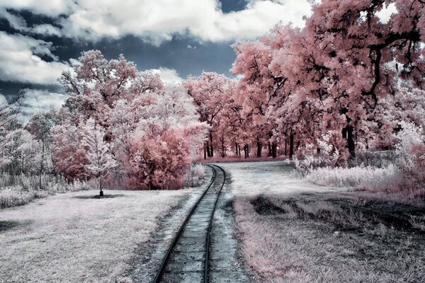 A fabulous road among rose trees