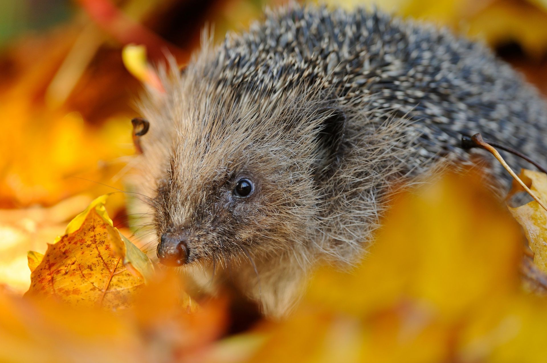 animali natura carino piccolo mammifero fauna selvatica animale primo piano ritratto