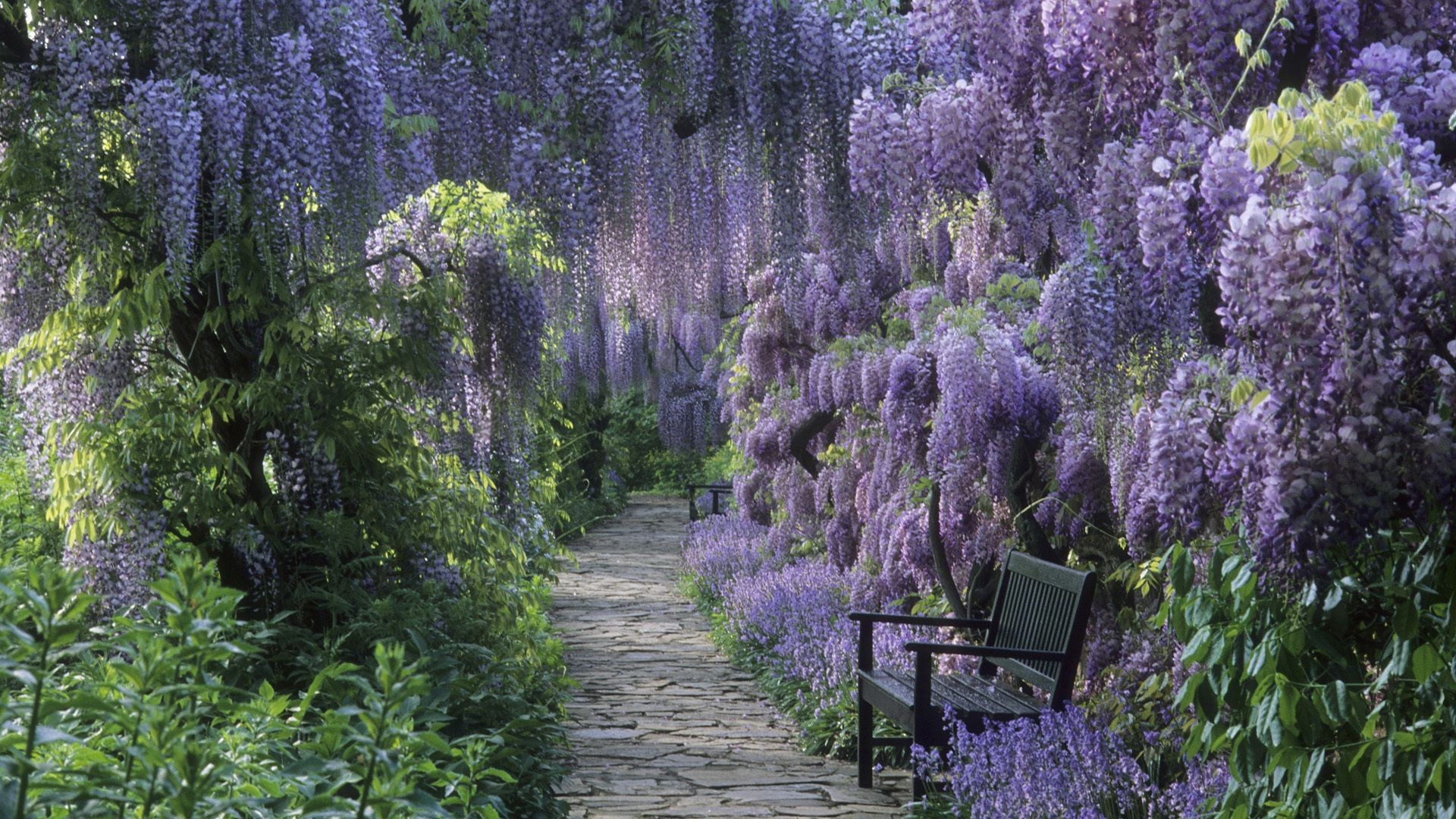 flores flor natureza flora árvore paisagem jardim temporada parque ao ar livre folha verão blooming madeira cênica cor arbusto crescimento lavanda rural