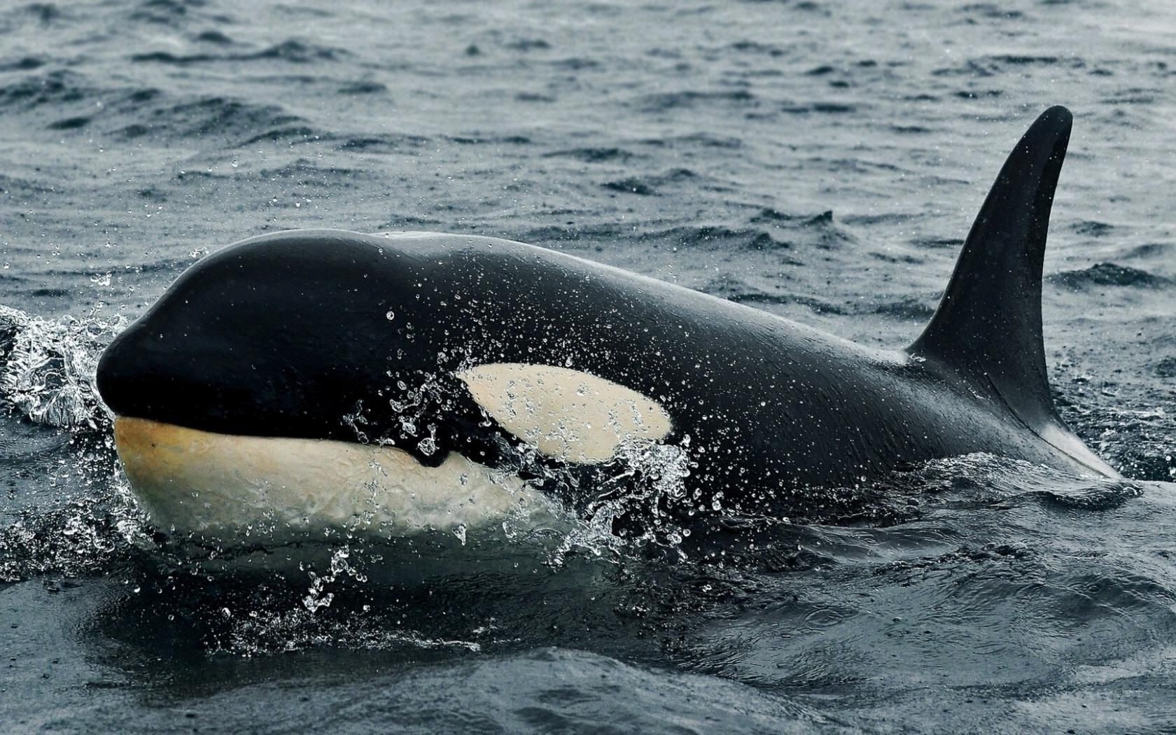 tiere gebläse wal wasser ozean meer delphin schwimmen fin nass marine