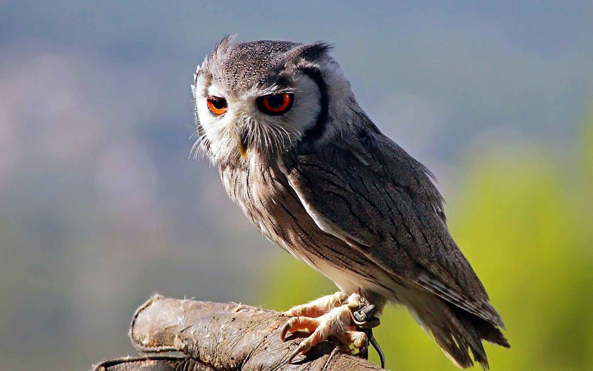 tiere vogel tierwelt natur tier flugzeug schnabel wild eule feder porträt raptor im freien