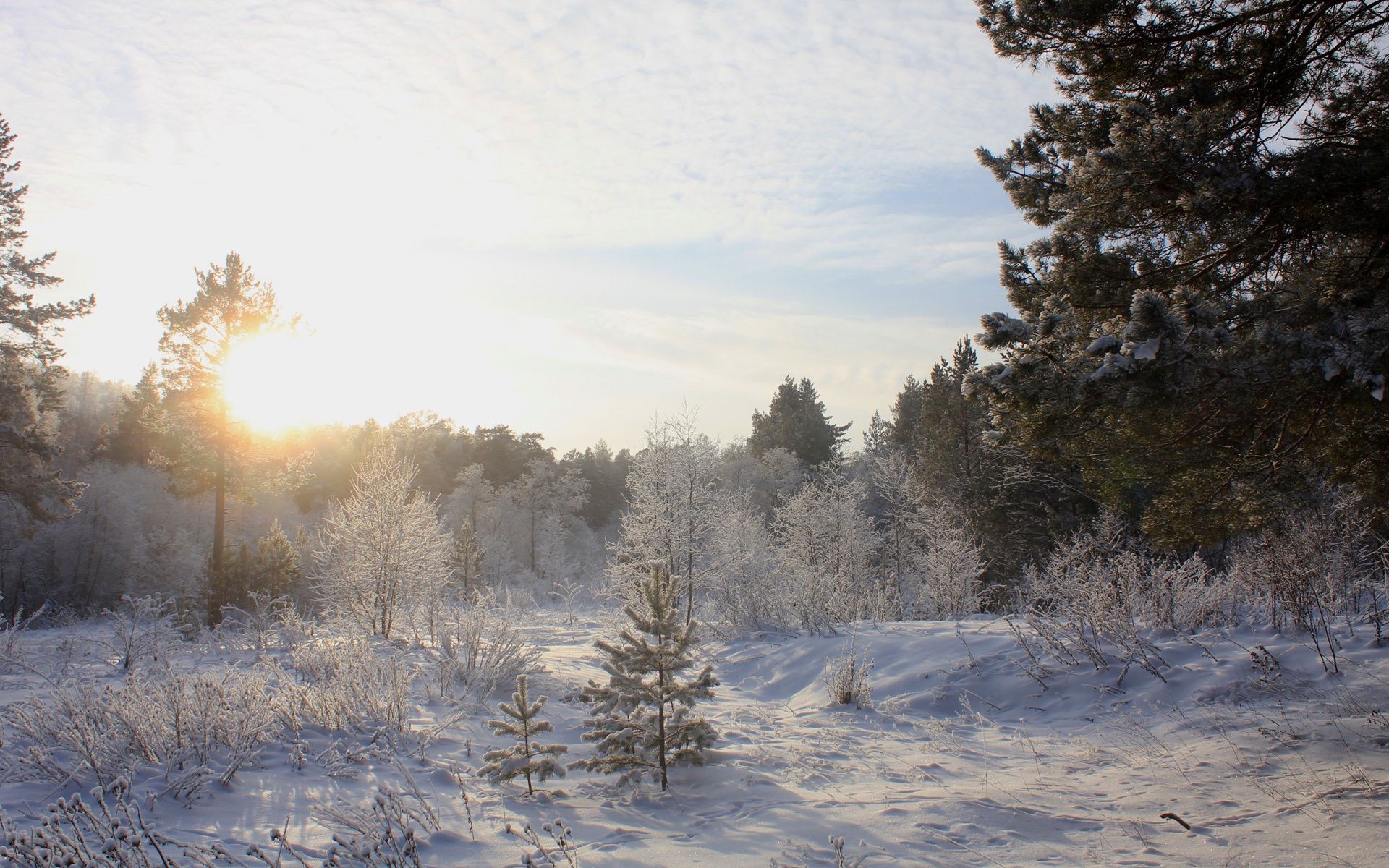 invierno nieve escarcha frío árbol paisaje congelado hielo naturaleza madera tiempo niebla buen tiempo temporada amanecer al aire libre blanco como la nieve escénico