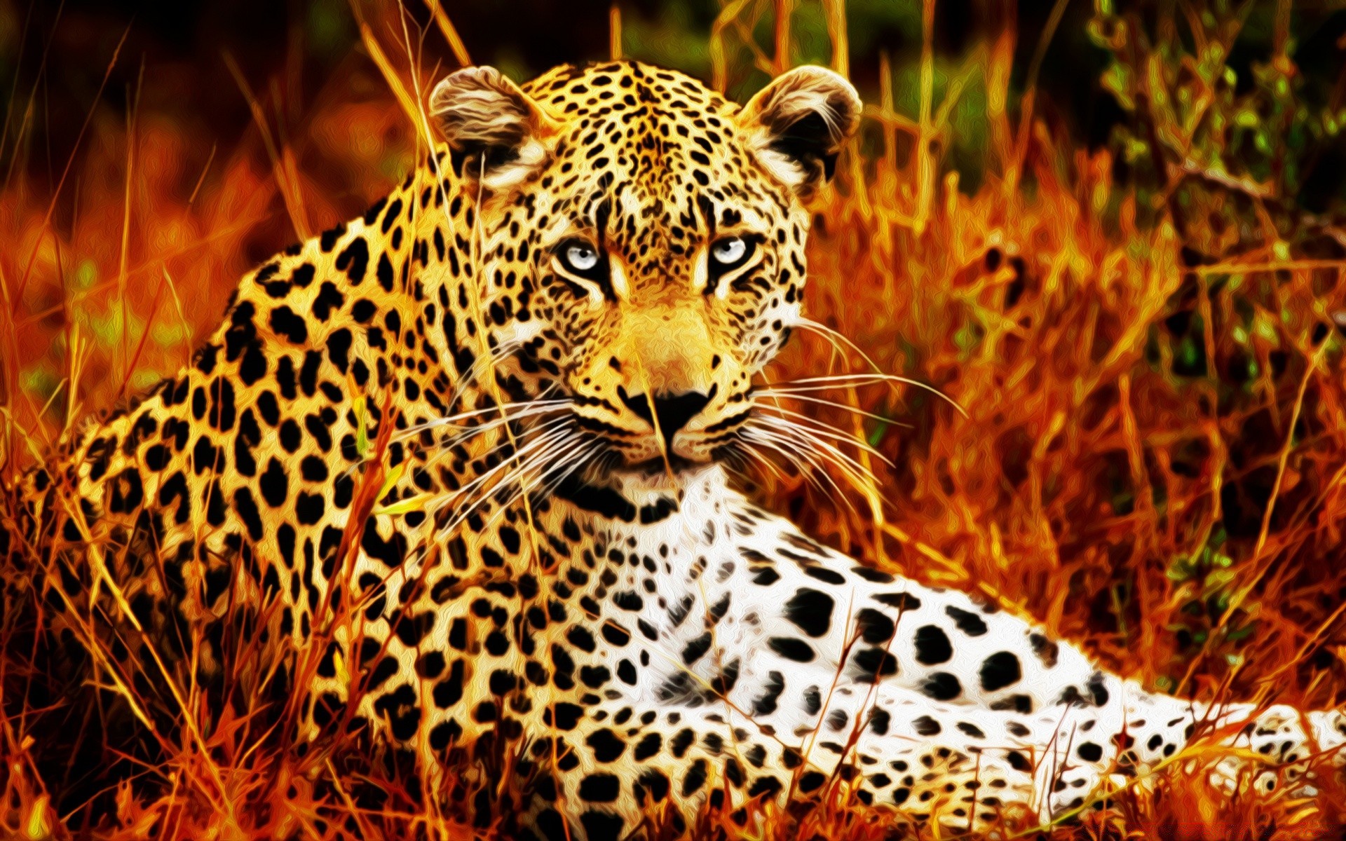 drawings cat leopard wildlife mammal predator nature safari animal carnivore