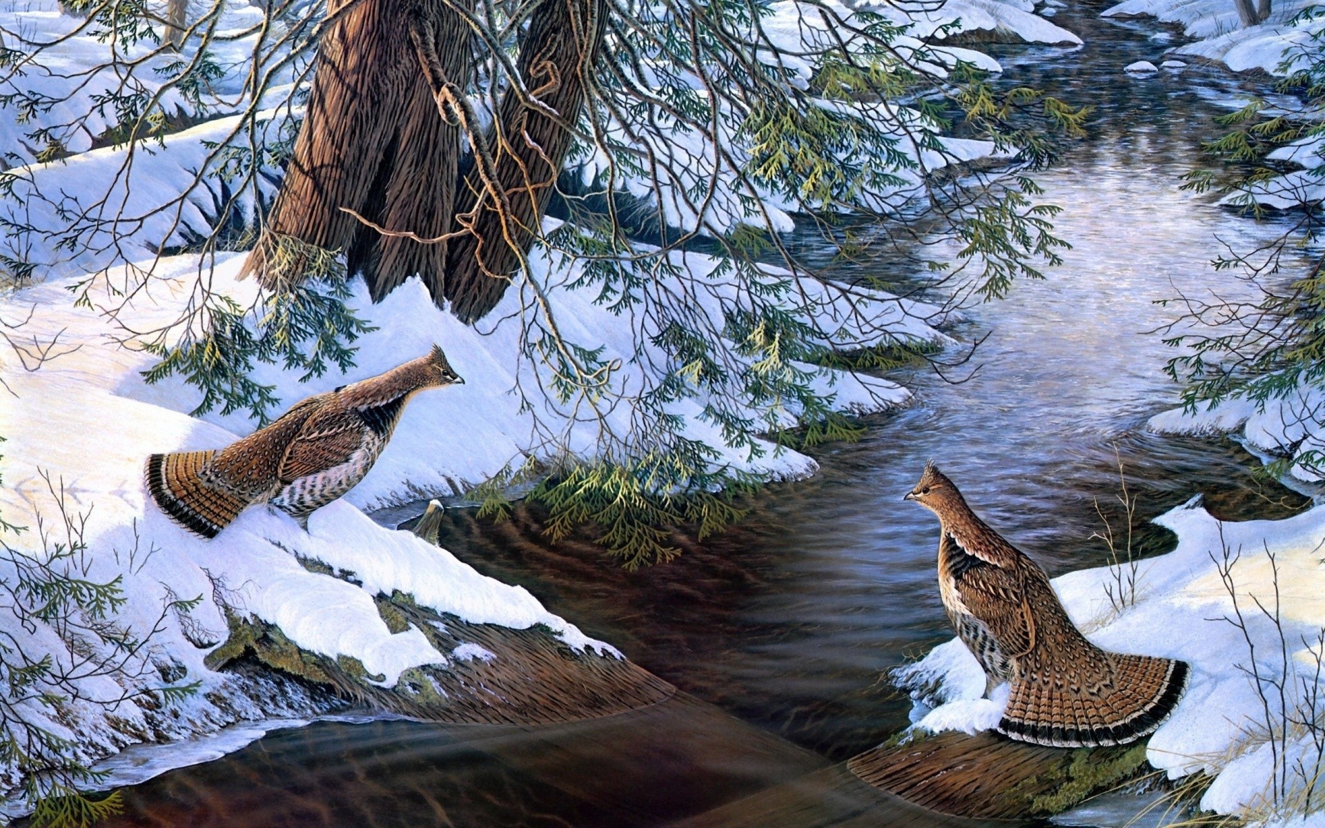 zeichnungen natur vogel baum im freien tierwelt holz tier wild feder fluss park wasser schön