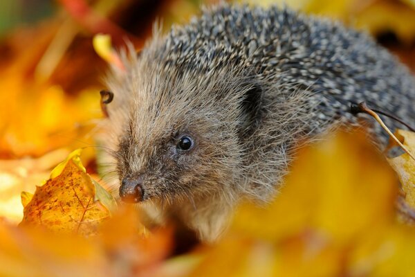 Cute hedgehog hiding in the grass