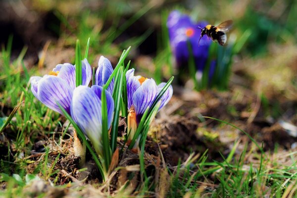 Fleurs de printemps. Crocus violets