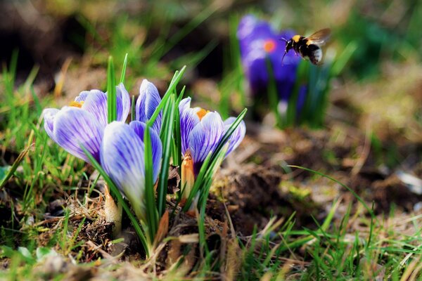 Fiori di primavera. Crochi viola