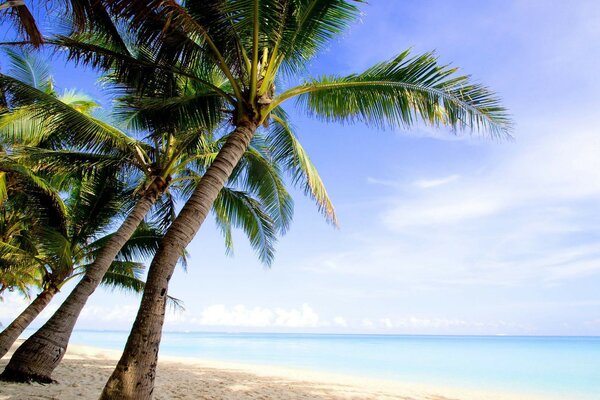 Тропический пляж и пальмы. Лето