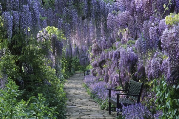 Arbres avec des fleurs suspendues violettes