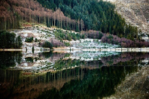 Forest reflection in clear water